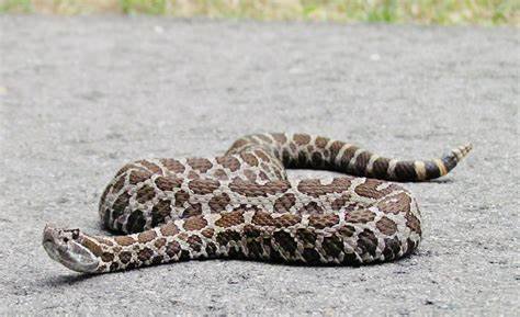 An eastern massasauga rattlesnake.